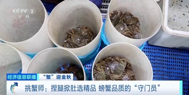 月收入2万“金牌🥇挑蟹师”如何选螃蟹 30年经验揭秘
