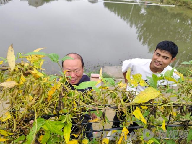 河南钓鱼佬发现野大豆 科研价值极高 珍贵植物现身周口