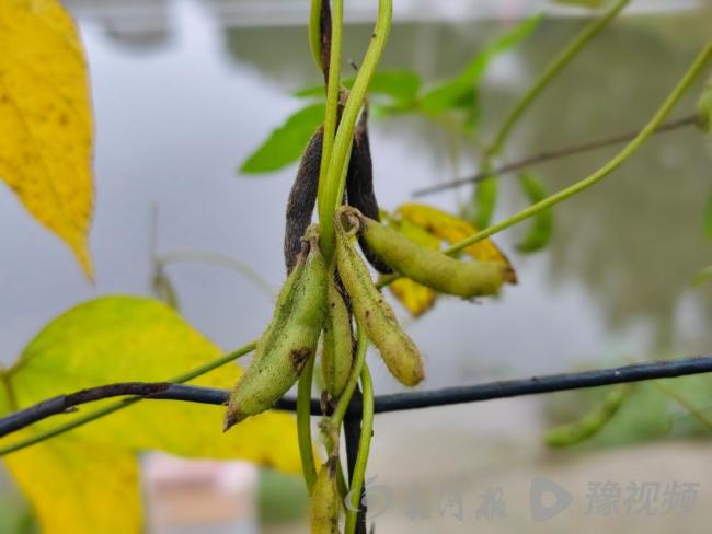 河南钓鱼佬发现野大豆 科研价值极高 珍贵植物现身周口