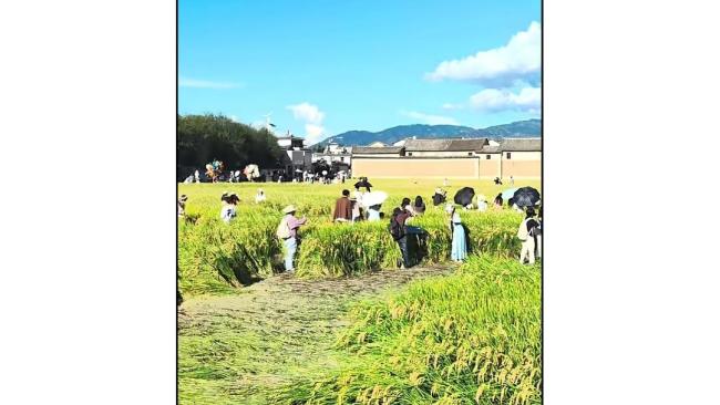大理网红稻田遭游客大面积踩踏 田园风光变“展览馆”