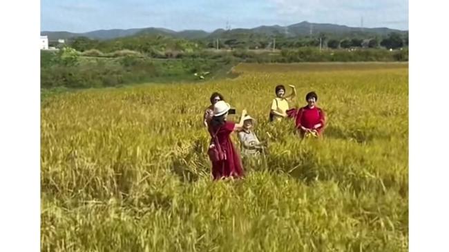 大理网红稻田遭游客大面积踩踏