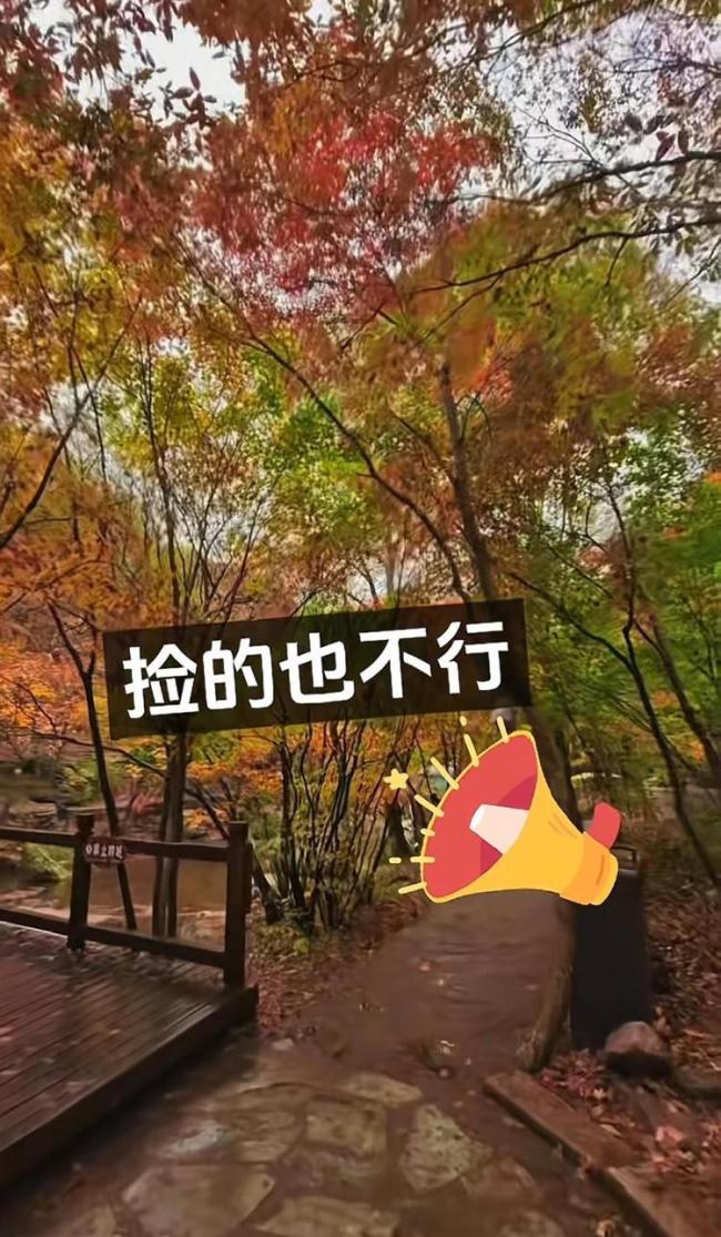 辽宁老边沟禁止游客捡枫叶 景区回应