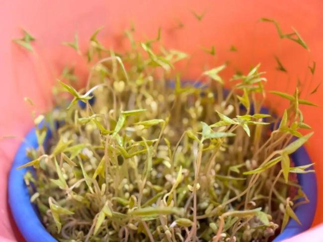 长假一群人带着绿豆游遍祖国