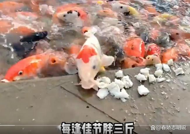 趵突泉胖锦鲤疑病重 过度投喂惹祸