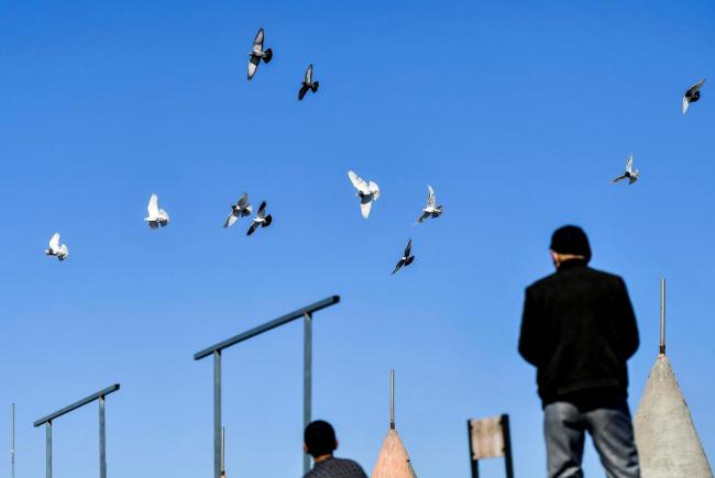 干部痴迷“翻翻鸽” 4年受贿95只 鸽子价值超百万