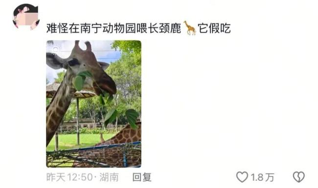 假期动物园内动物已吃出“工伤” 游客过度投喂引关注