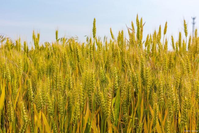 小麦越涨越猛！“集体翻红”要涨更猛了？市场供应阶段性收紧