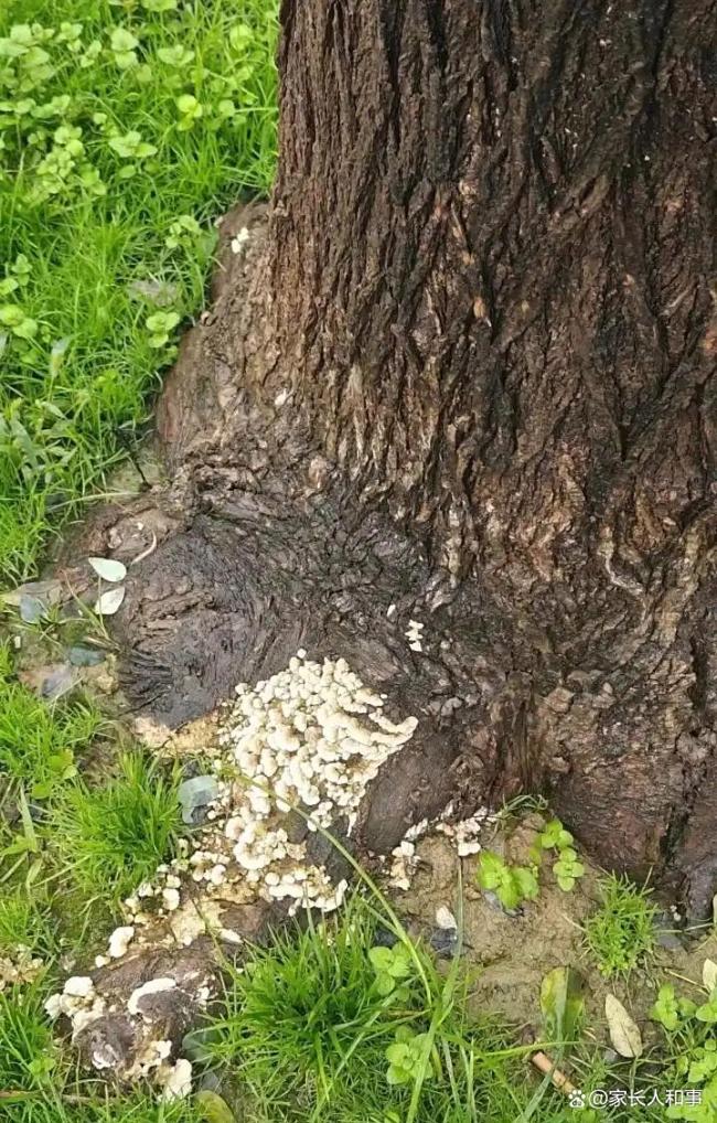 西安捏续降雨 绿化带长野生蘑菇 雨浸长安变身“蘑菇王国”