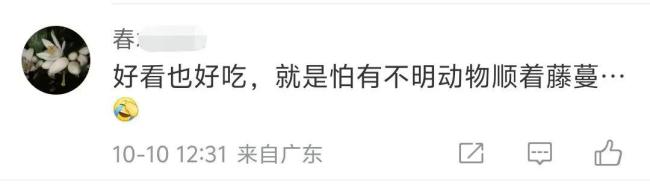 浙江一居民楼出现空心菜"瀑布" 绿色景观引网友热议