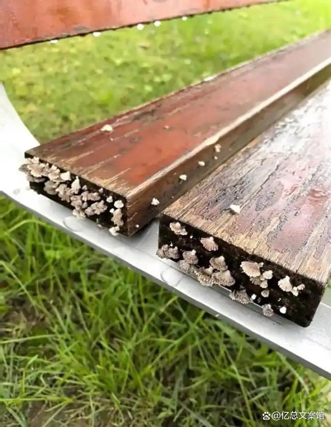西安下了1个多月雨后遍地长蘑菇 浪漫又危险