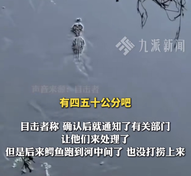 山东宁阳一河道惊现小鳄鱼 人工养殖放生引发围观