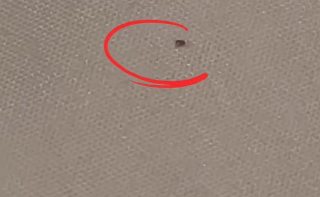 女子住酒店深夜崩溃:一直折腾到凌晨!床上惊现活虫