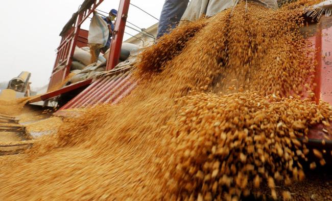 美国816吨大豆粮仓倒塌背后 农业危机信号弹