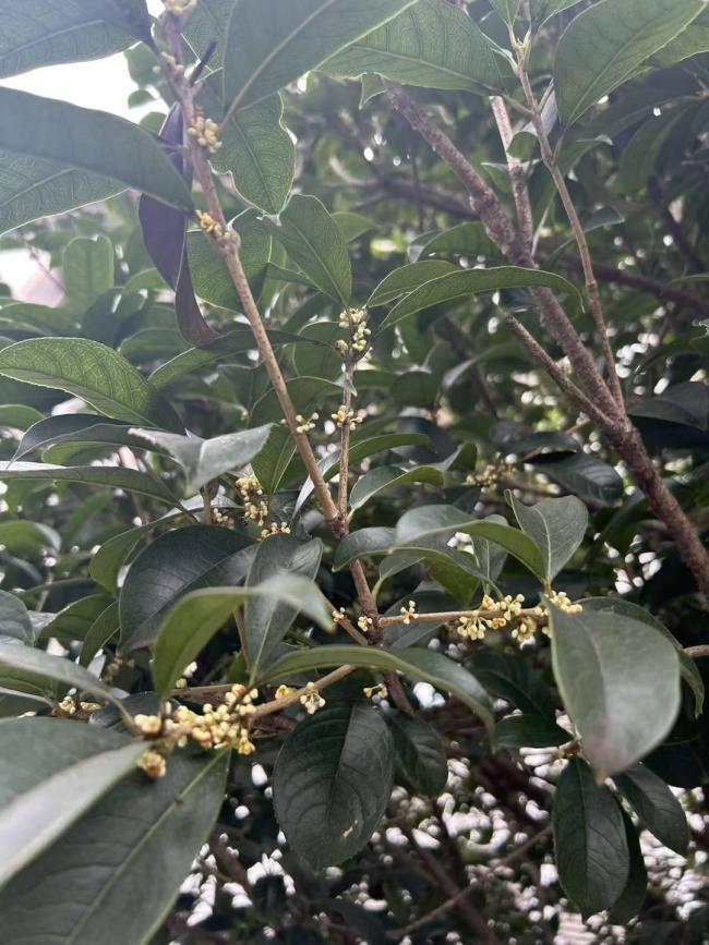 成都桂花又开了？专家：正常现象 气候适宜促进开花