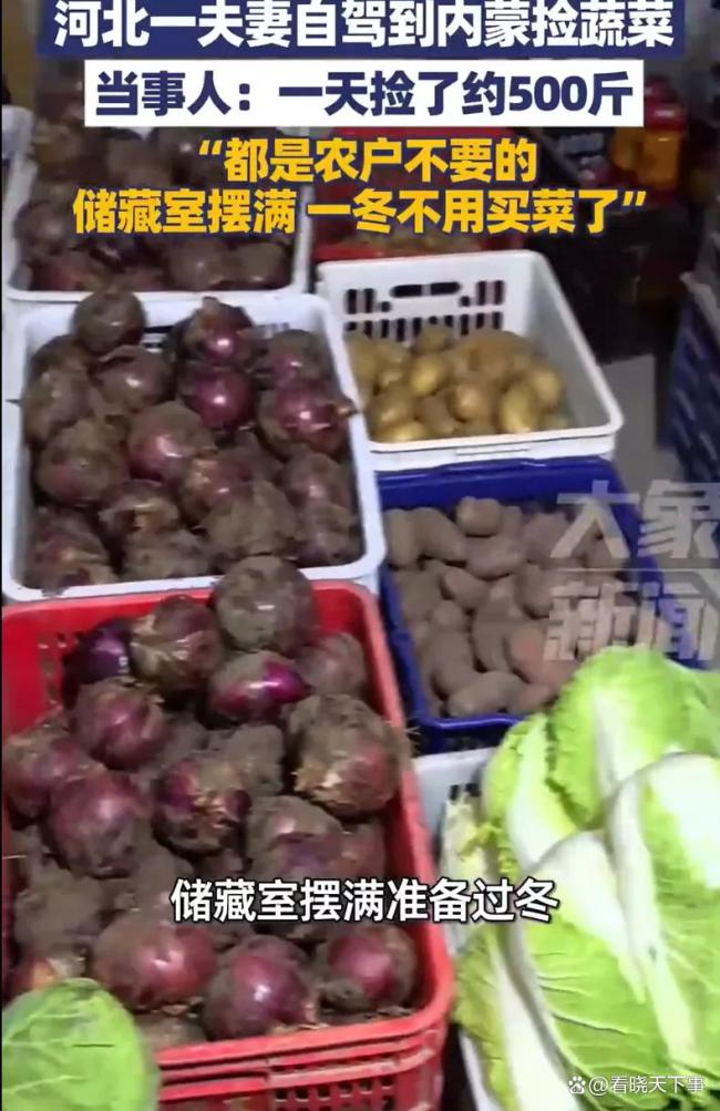 河北夫妻自驾到内蒙捡蔬菜一天500斤 意外收获满满