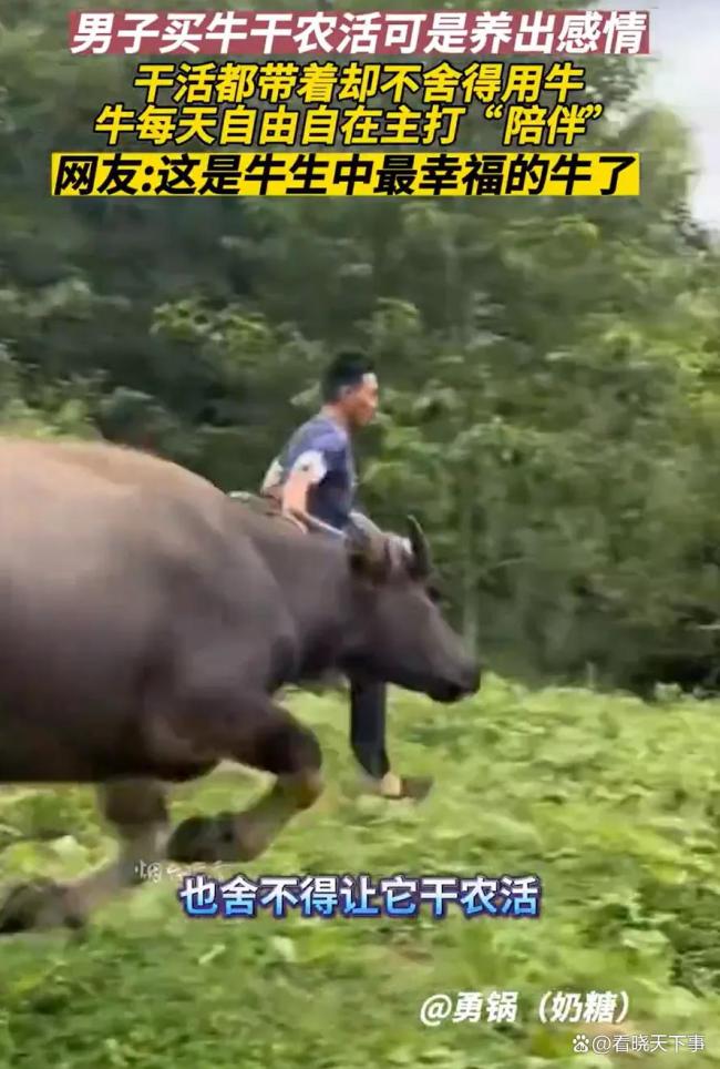 一个人买了一头牛，把它养得很有感情，以至于