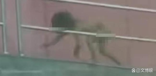 野人小孩家长的自然教育被指极端 反文明行为引争议