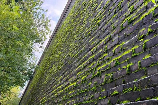 北方古城潮到发绿多少人急坏了 访古要趁早