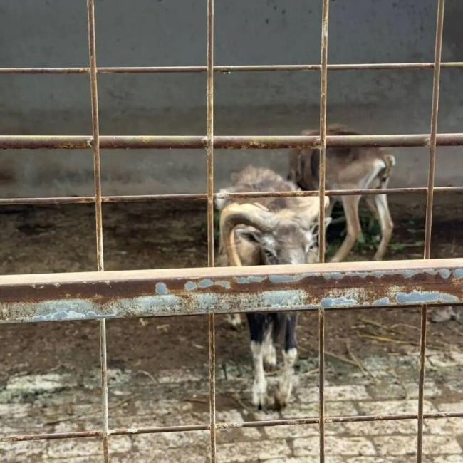 贵州人都不知道的动物园火了 深山中的“原始风”动物园走红