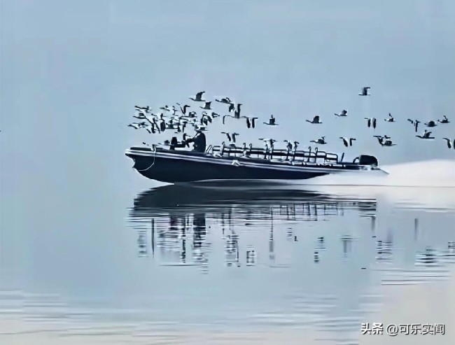 大雁伴飛 東湖最拉風的男人出現(xiàn)了！