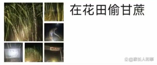 可偷甘蔗地成打卡点 网友深夜体验 付费越界狂欢