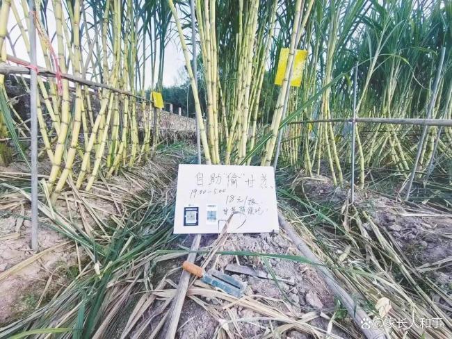可偷甘蔗地成打卡点 网友深夜体验