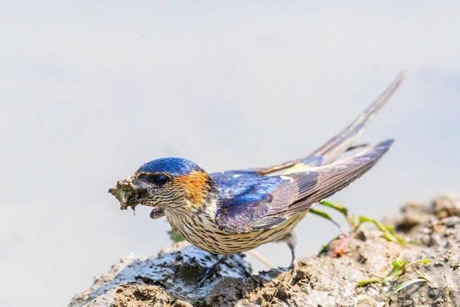 大量燕子滞留 它们为啥来不及南飞 气温骤降影响迁徙