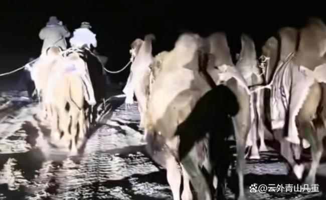 队长回应新疆20多人骑骆驼去洛阳 重走丝路传承文化