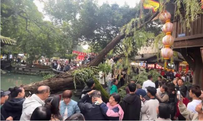 成都一景区古柳突倾倒 两游客被砸伤 古树内腐致断裂