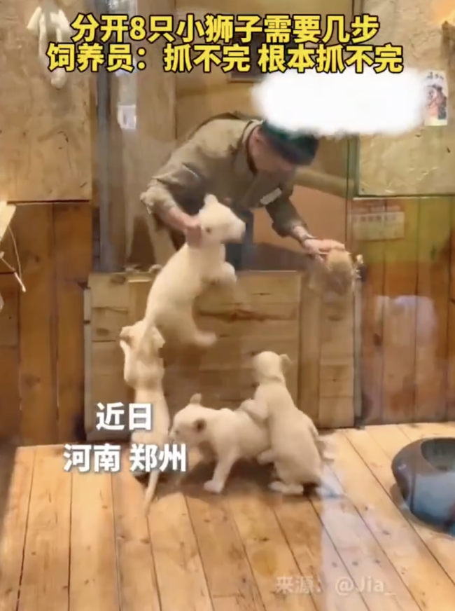 實拍8只小獅子難倒飼養(yǎng)員