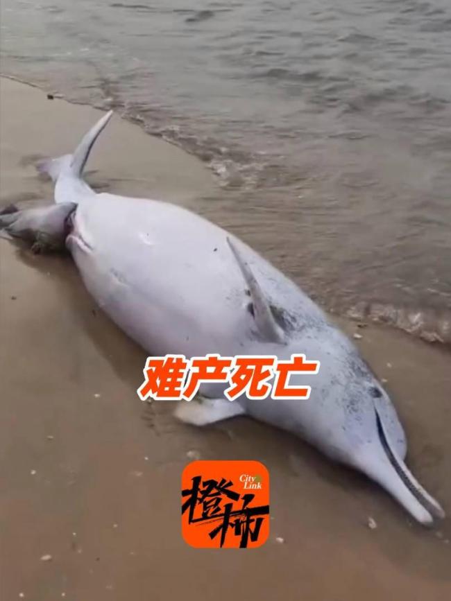 中华白海豚母子双亡目击者发声