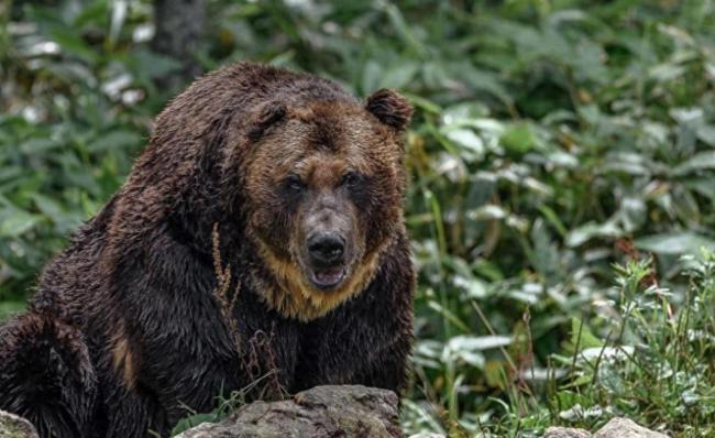 日本熊灾 人熊冲突加剧