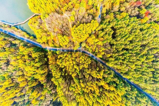 60以上游客净月潭重阳节免票 秋日盛装迎佳节