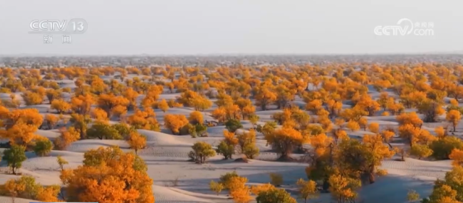 各地迎来秋日“限定版”美景 多彩画卷引客来