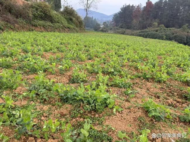 九九重阳早看天,一年不用问神仙:农谚智慧与今日天气预兆