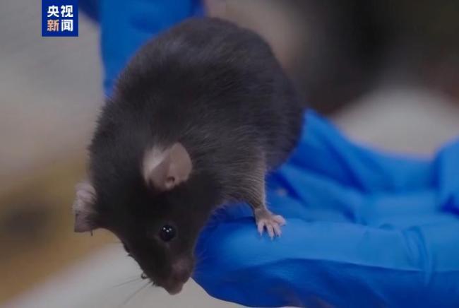 短暫"出差"太空 "小鼠航天員"太空之旅如何度過?