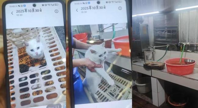 当地回应私房菜馆被曝宰杀活猫 已派员调查处理