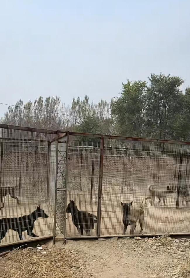 辽宁一汽车4S店养了50余只流浪猫狗 爱心之举温暖人心