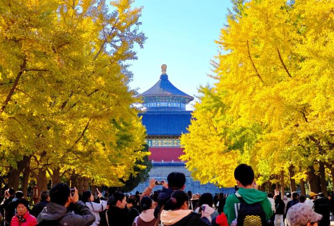 秋色浸染 天坛银杏大道换上“金衣” 古韵新装光影交错