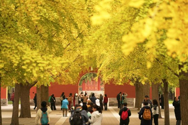 中山公园秋日 “限定画卷”邀您共赏 中轴线上秋色斑斓