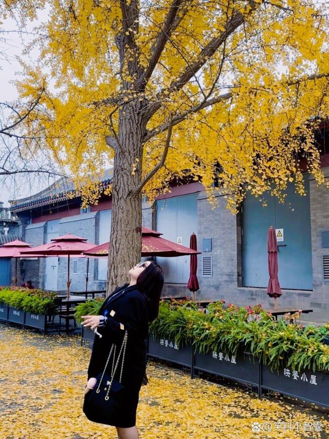 在北京的深秋淋一场银杏雨！