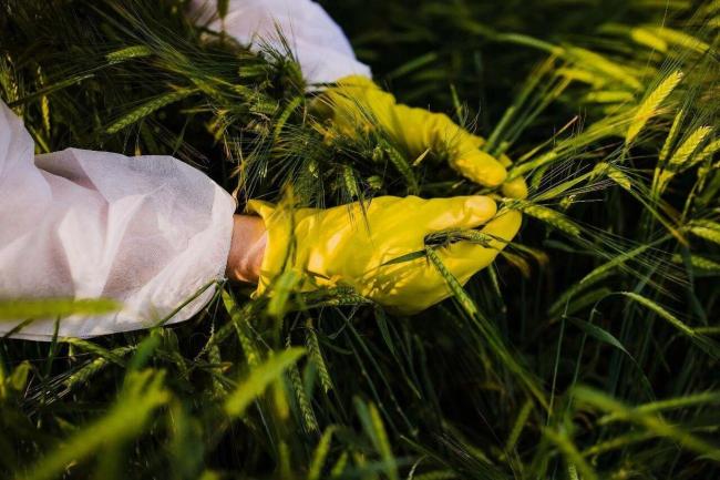 国安部门斩断田间窃密黑手 守护种质资源安全