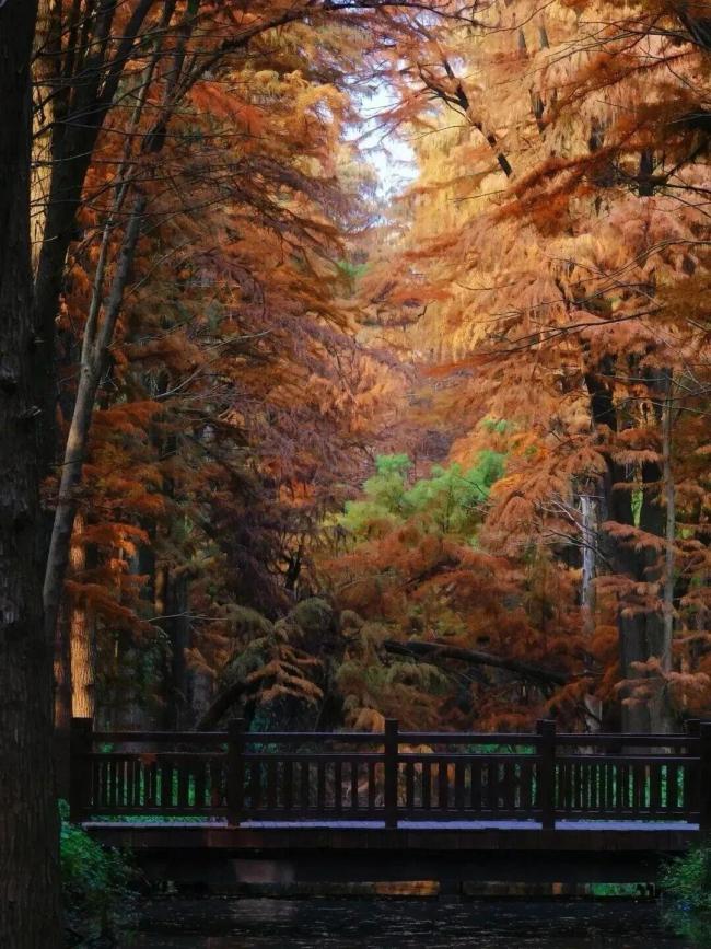 “苏超”夺冠后，泰州市官宣→