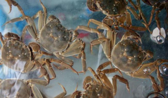 媒体称大闸蟹肥度已达最佳，如此珍馐为何在欧洲泛滥？能否靠吃解决问题 污染与寄生虫成难题