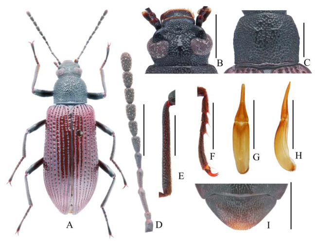 浙江丽水发现两个全球新物种
