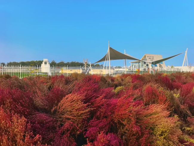 北京地铁口的秋天绝了！出站瞬间撞见一片金黄，美到心颤