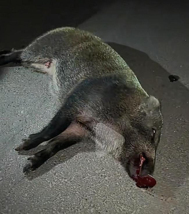 特斯拉撞死闯国道野猪 车主被判全责