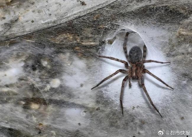 科学家发现世界上最大蛛网超100平米 洞穴内的惊人发现