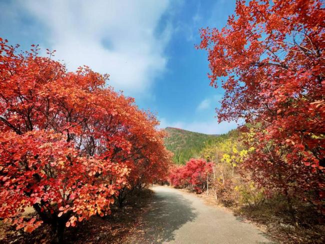 北京红叶为何晚红一周 气候与病害双重影响