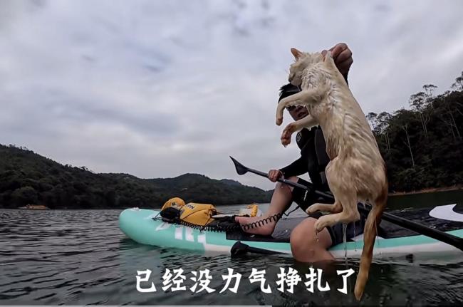 “水库放生大量猫